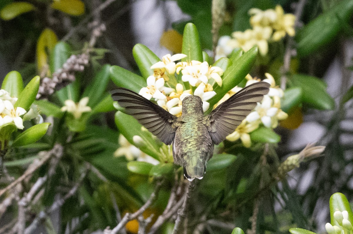 Black-chinned Hummingbird - ML618302084