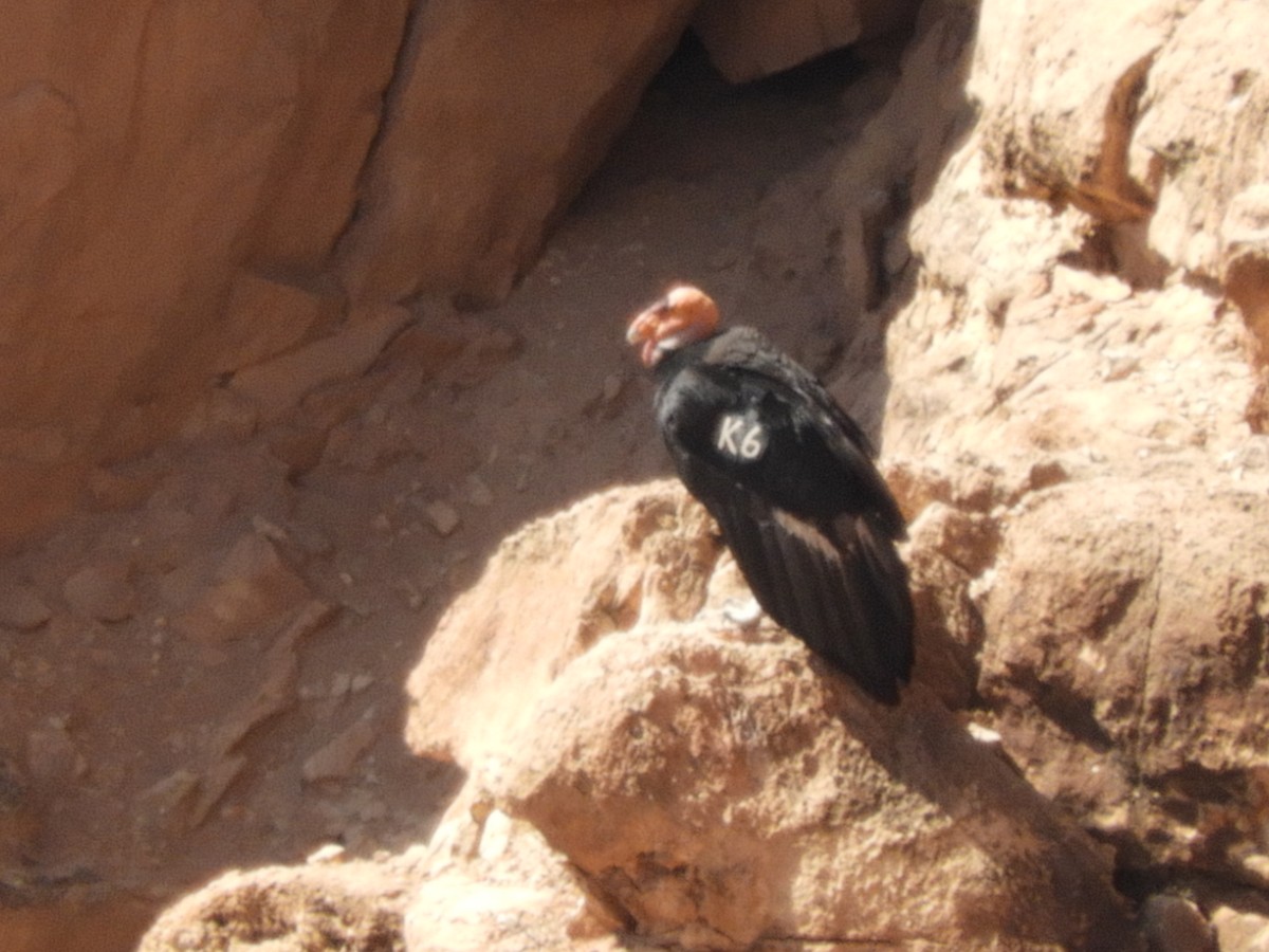 Condor de Californie - ML618302114