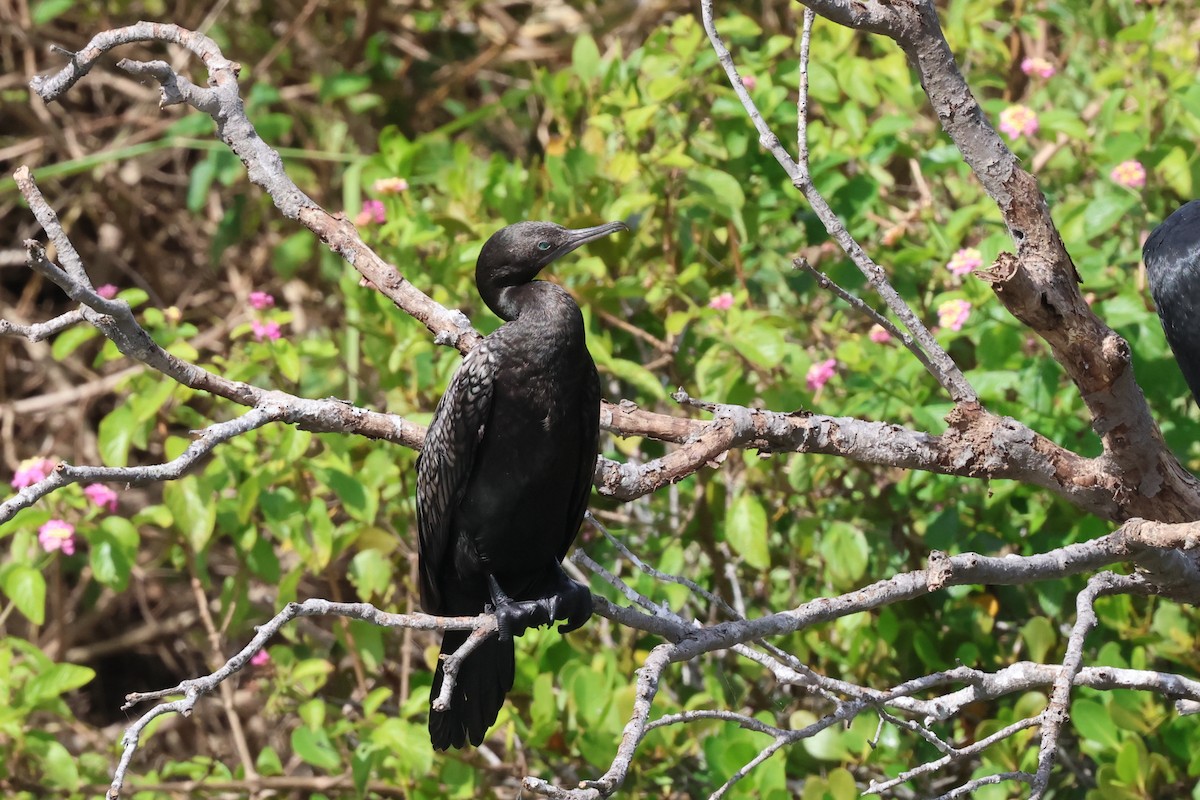 Little Black Cormorant - ML618302125