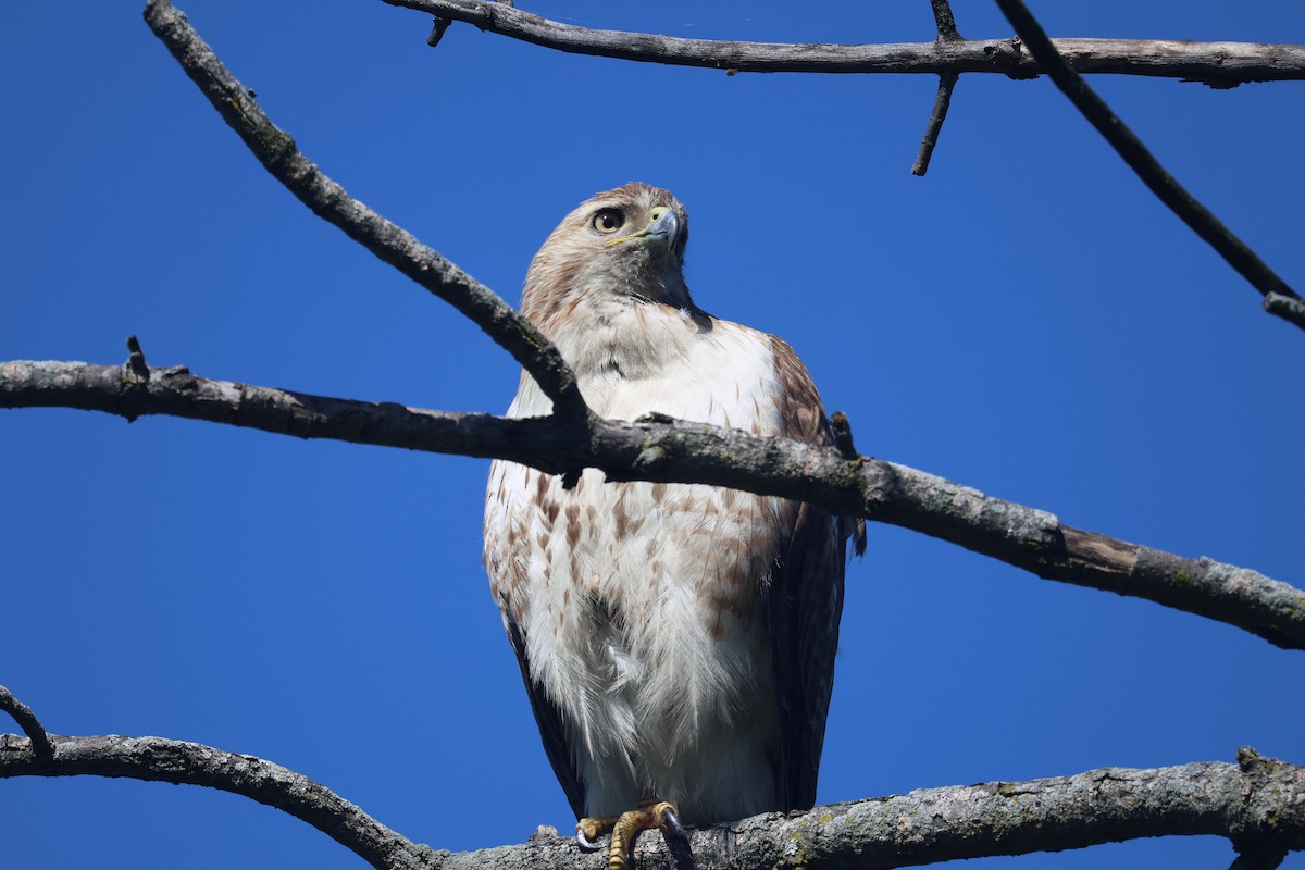Red-tailed Hawk - ML618302132