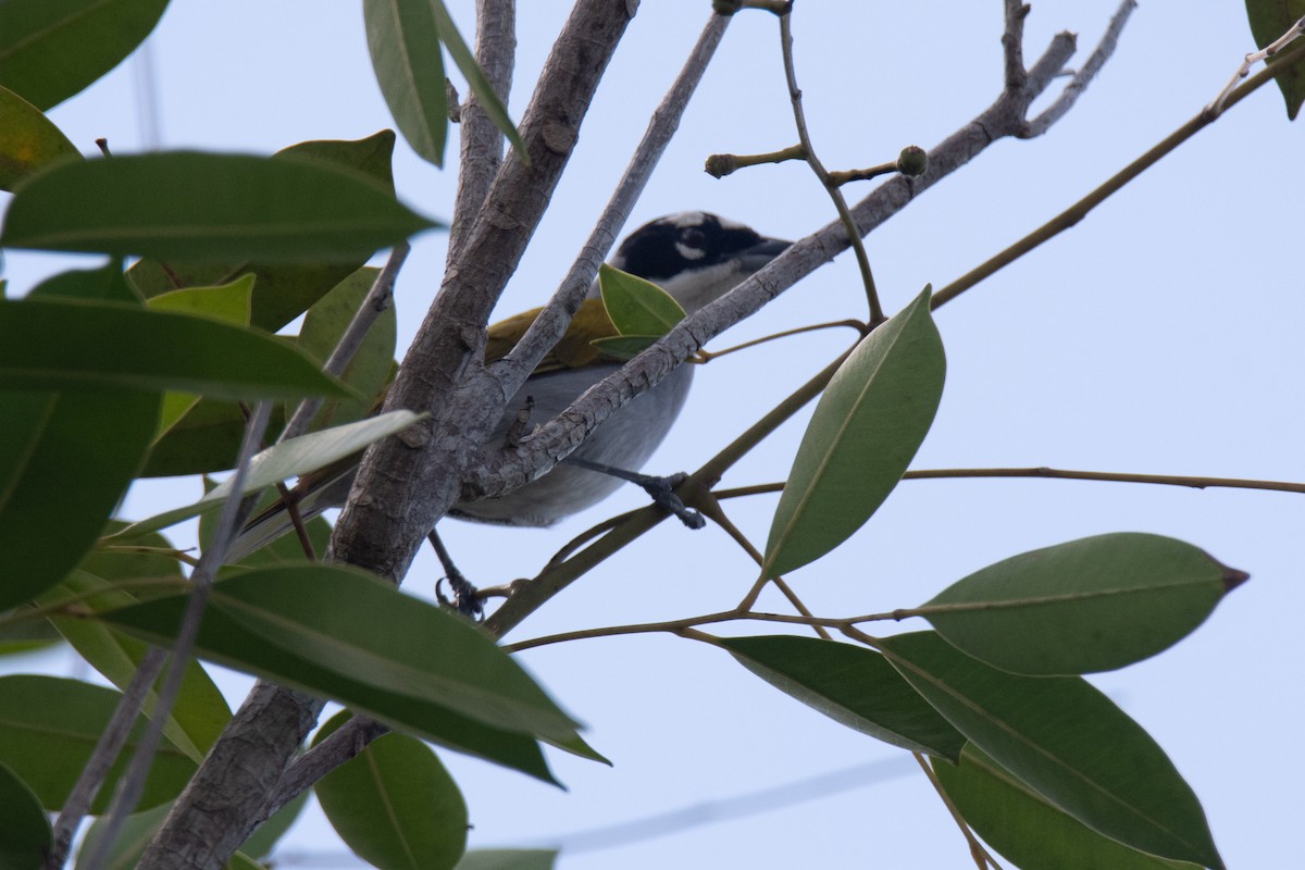 Black-crowned Palm-Tanager - ML618302137