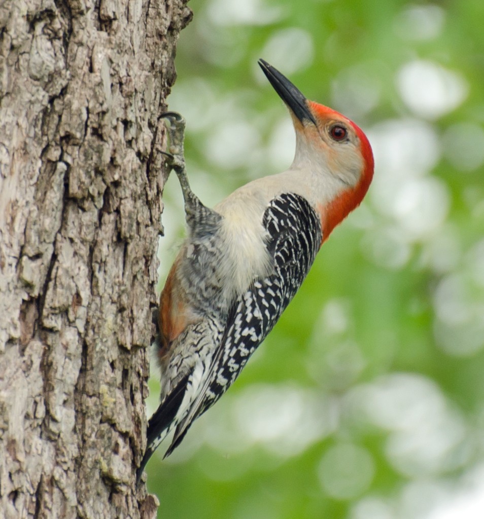 Red-bellied Woodpecker - ML618302154
