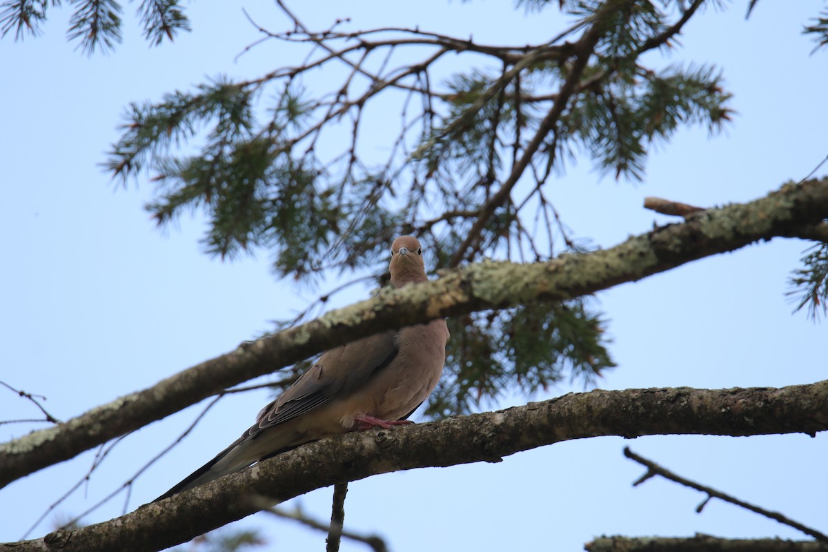 Ebird Checklist May Twin Oaks New Milford Ct Species