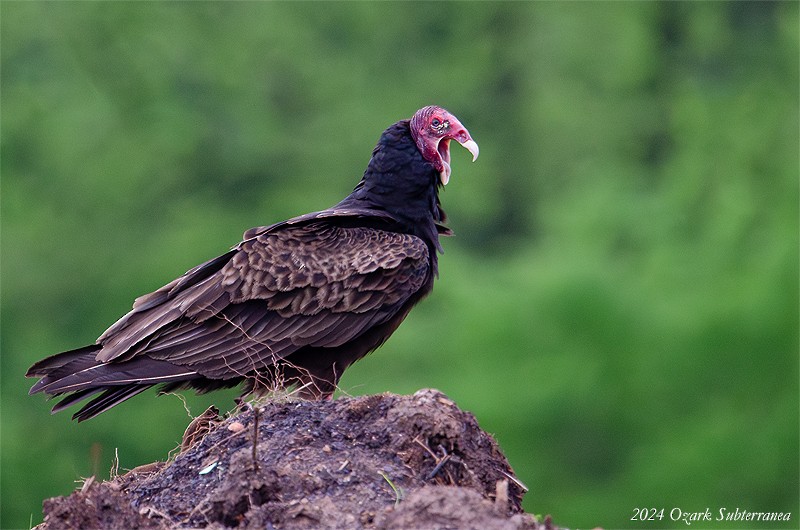 Turkey Vulture - ML618302184