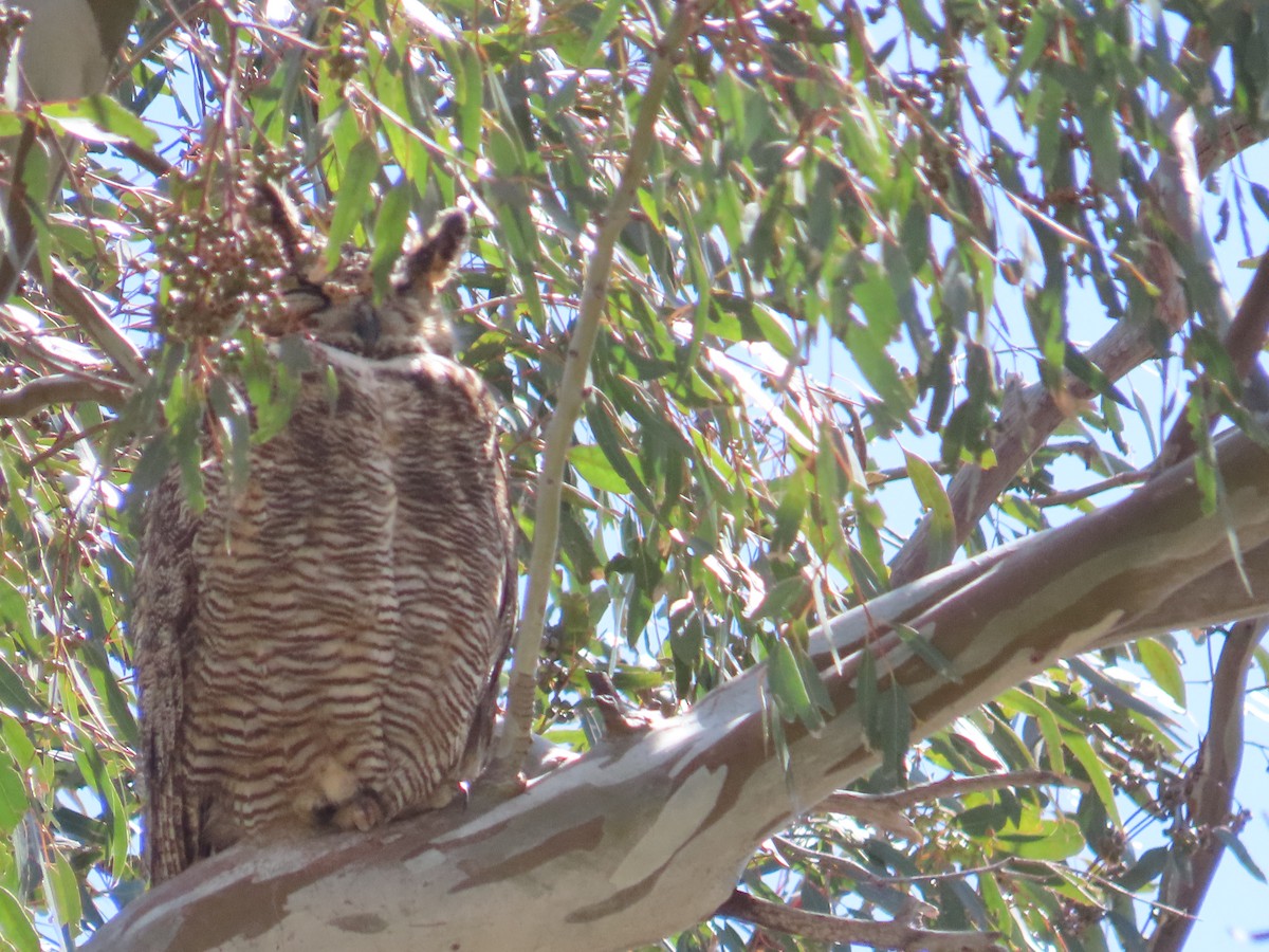 Great Horned Owl - ML618302201