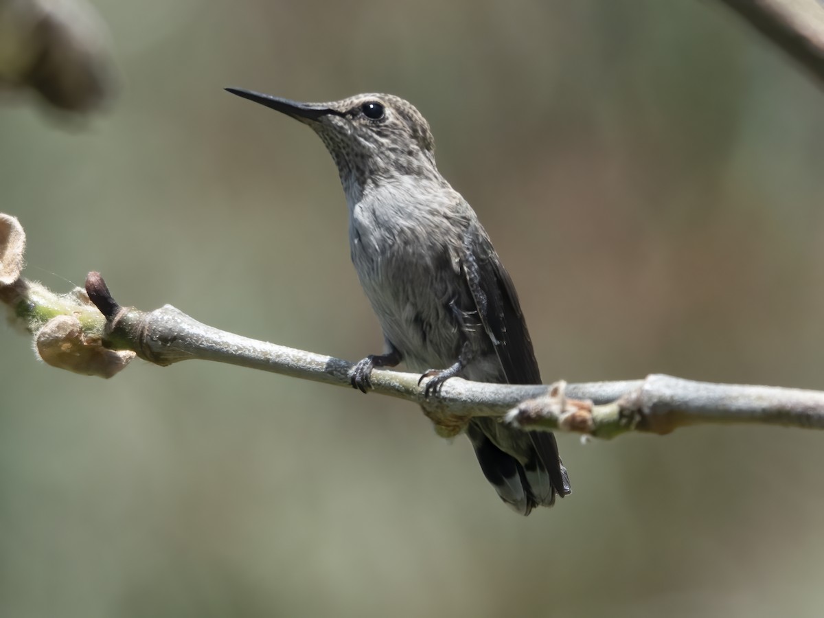 Anna's Hummingbird - ML618302205