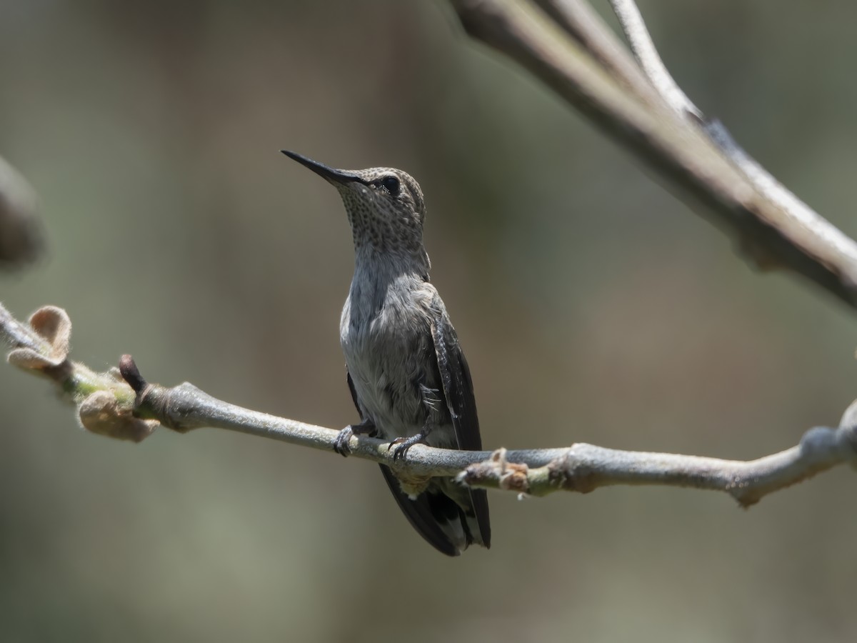 Anna's Hummingbird - ML618302206