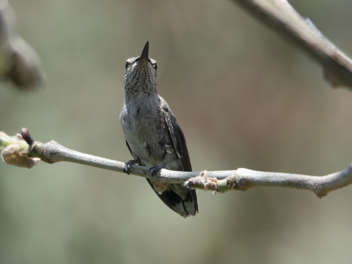 Anna's Hummingbird - ML618302207