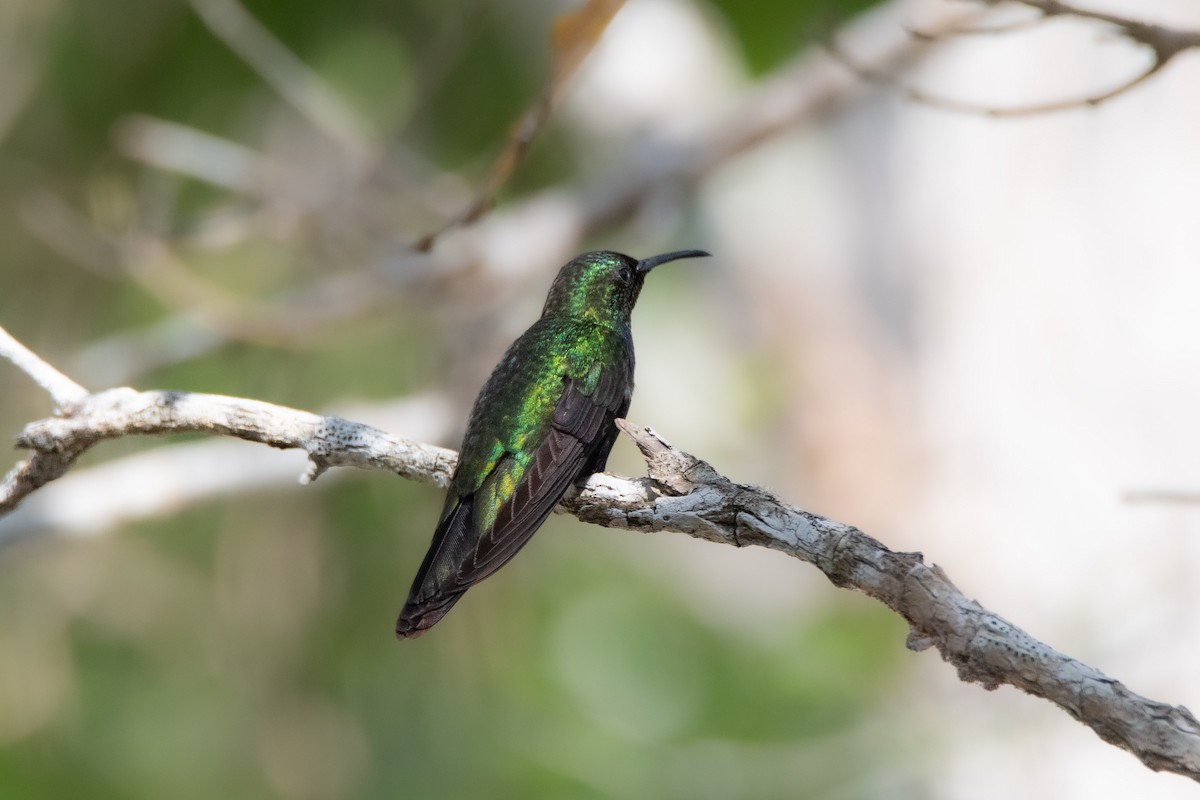 kolibřík hispaniolský - ML618302208