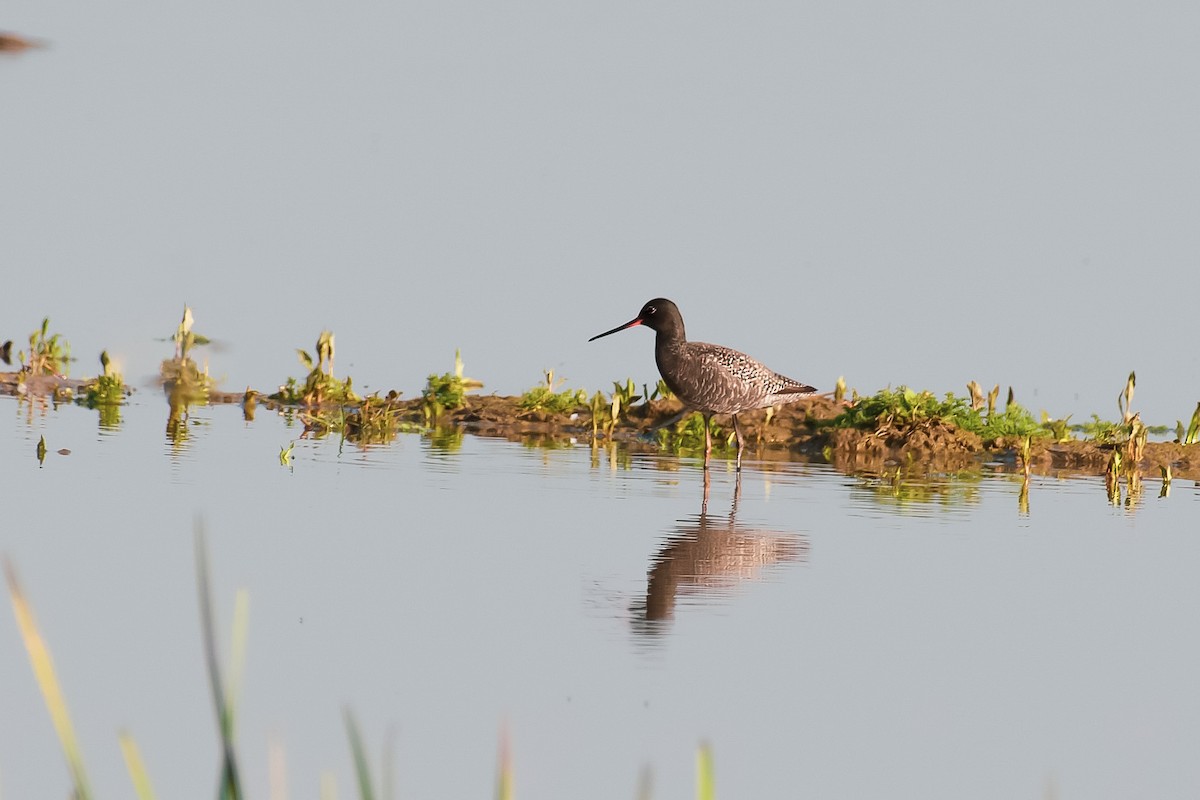Spotted Redshank - ML618302251