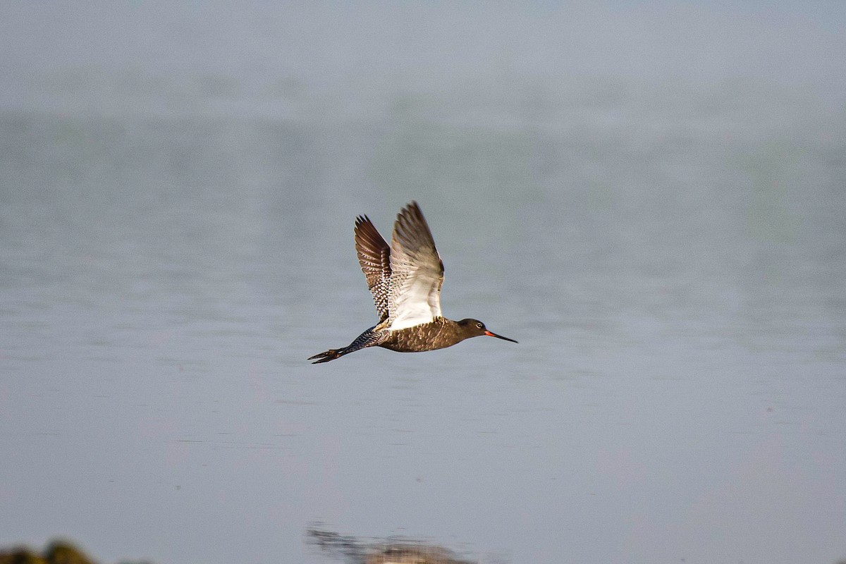 Spotted Redshank - ML618302252