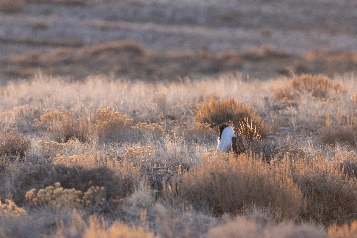 Greater Sage-Grouse - ML618302262