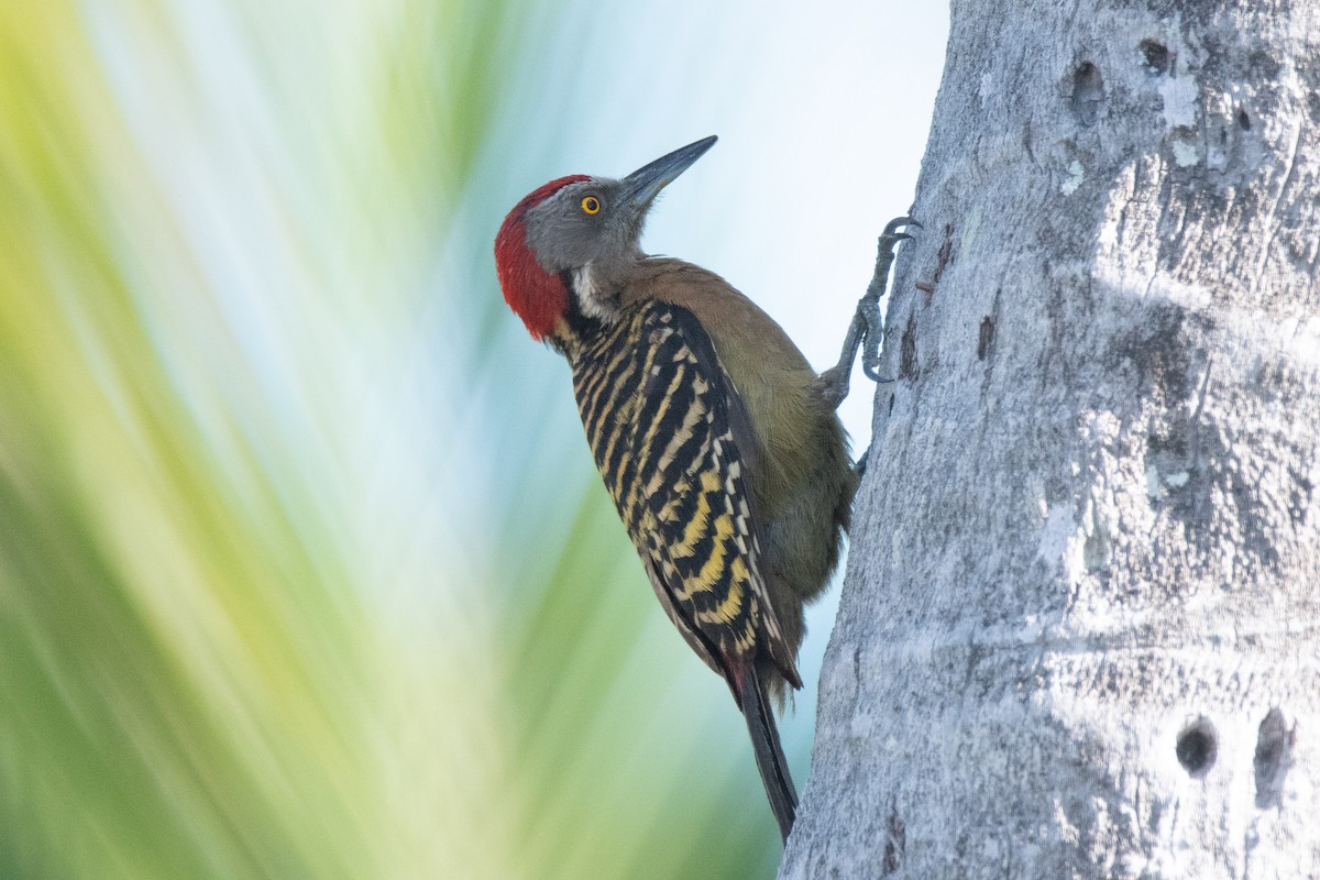 Hispaniolan Woodpecker - ML618302267