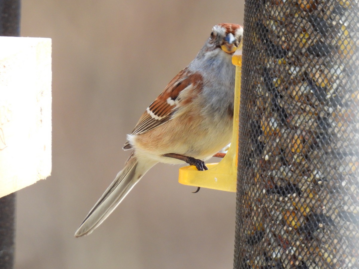 American Tree Sparrow - ML618302275