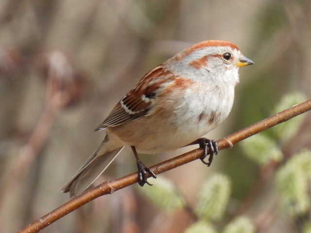 American Tree Sparrow - ML618302276