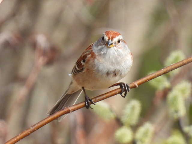 American Tree Sparrow - ML618302278