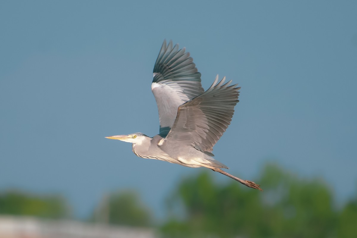 Gray Heron - Ansar Ahmad Bhat