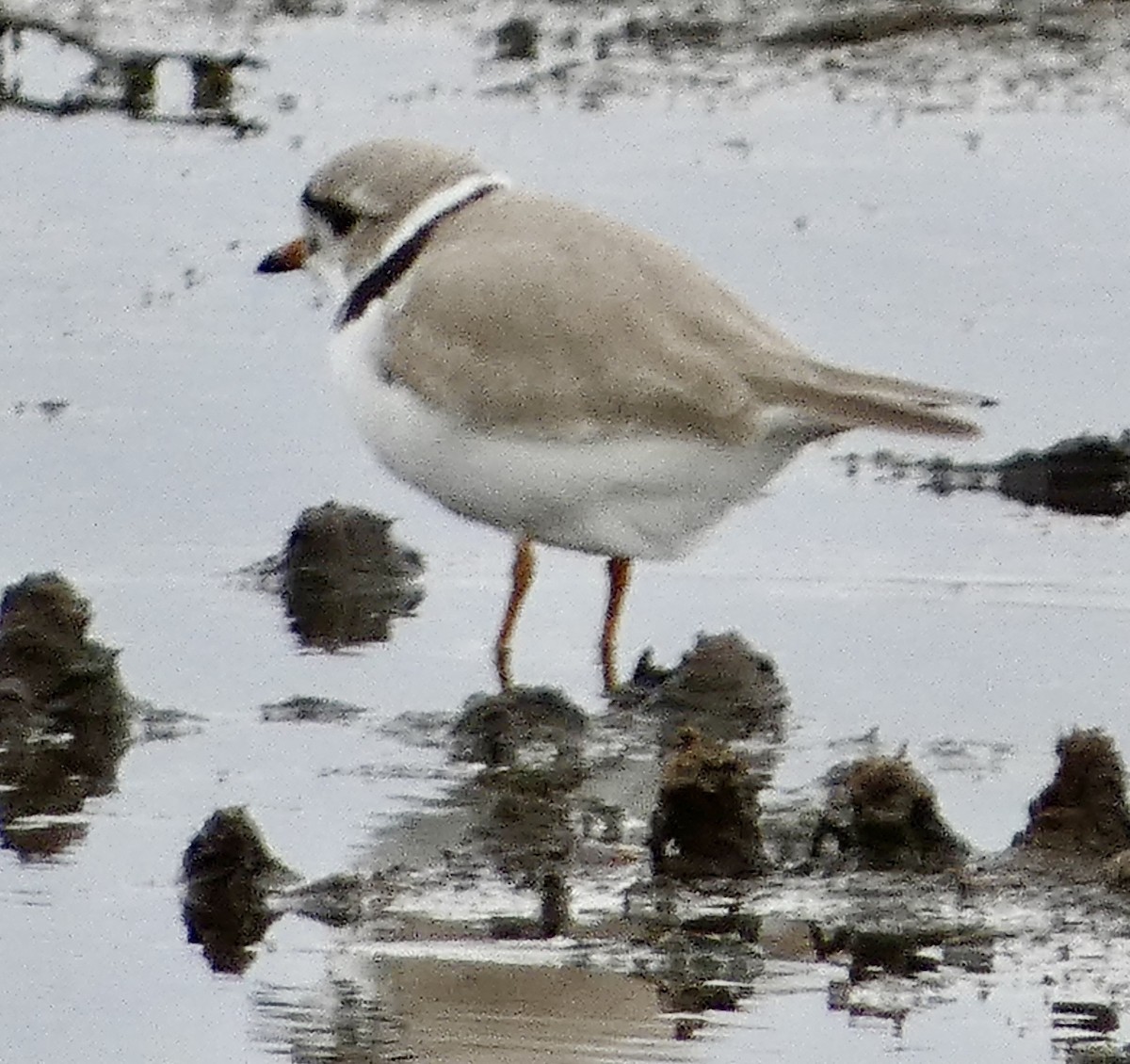 Piping Plover - ML618302294
