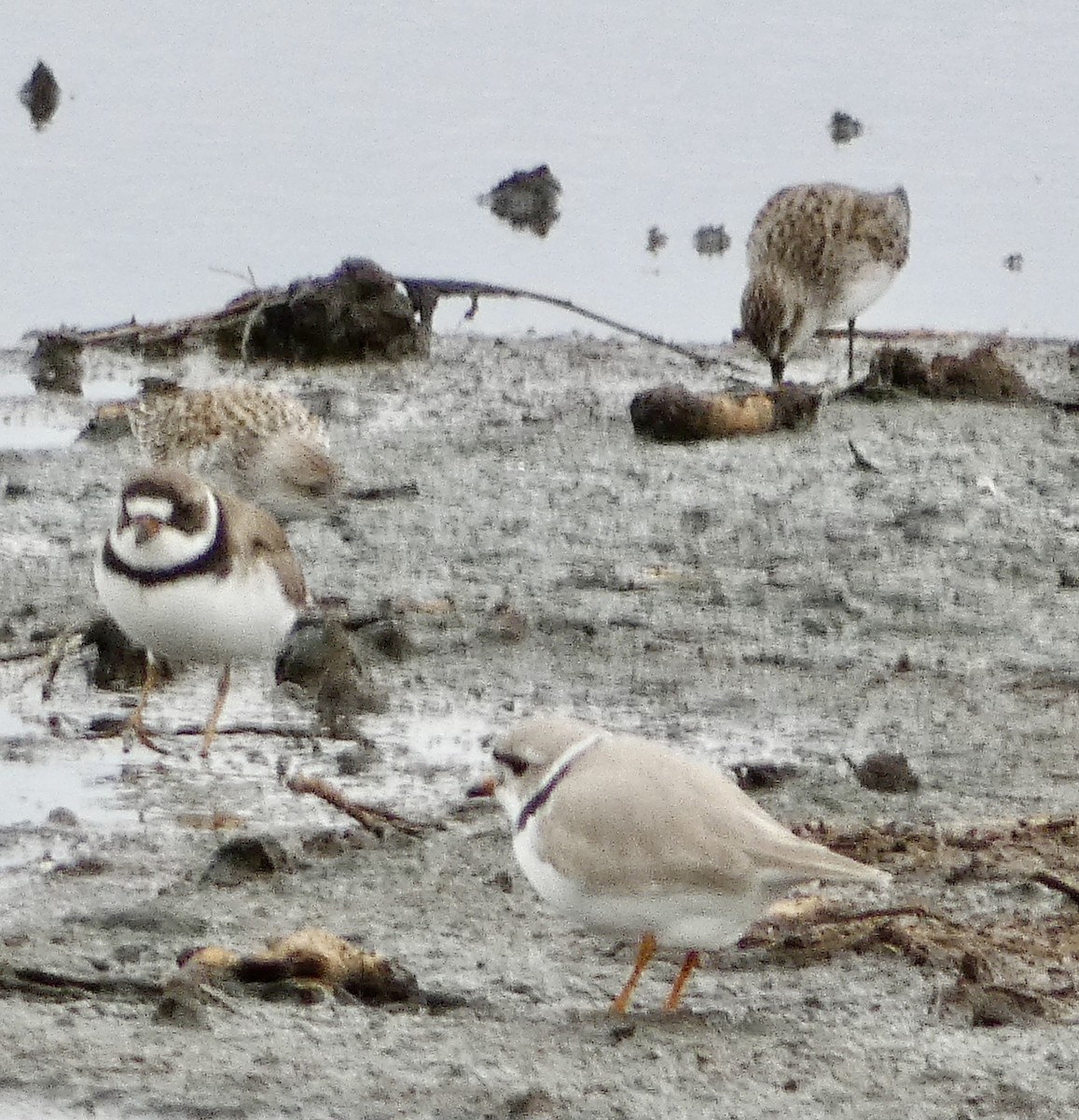 Piping Plover - ML618302295