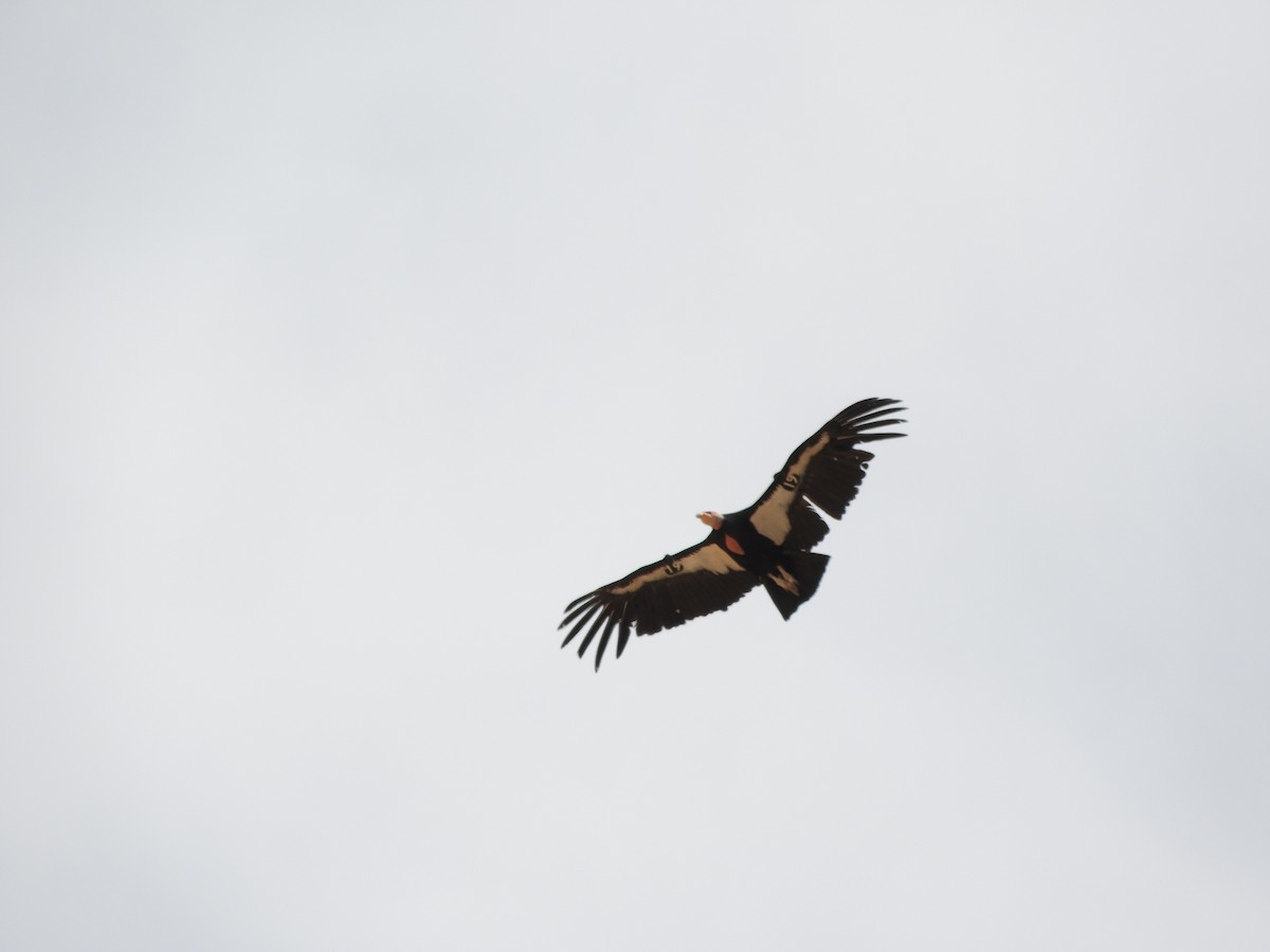 Condor de Californie - ML618302298