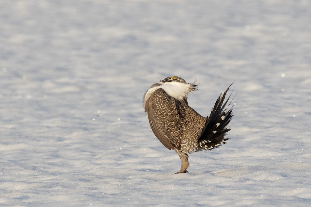 Greater Sage-Grouse - ML618302300