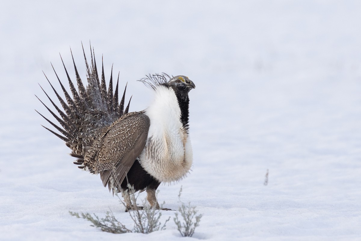 Greater Sage-Grouse - ML618302301