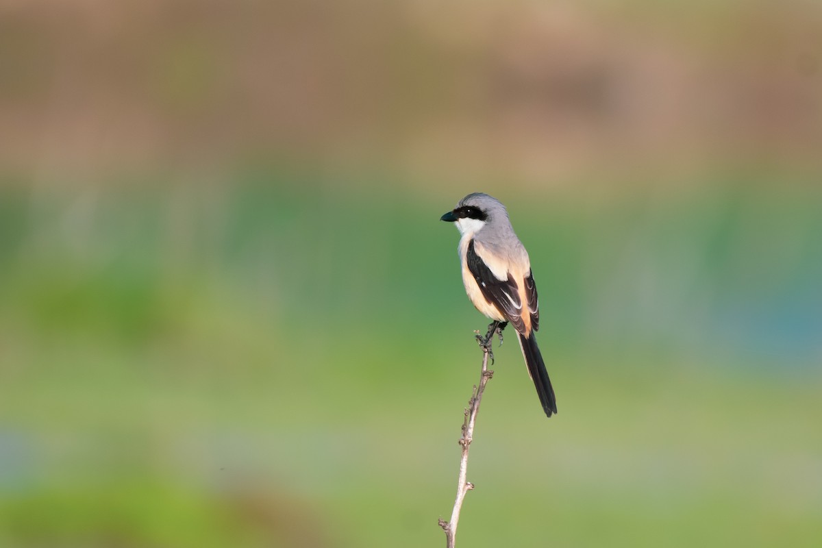 Long-tailed Shrike - Ansar Ahmad Bhat