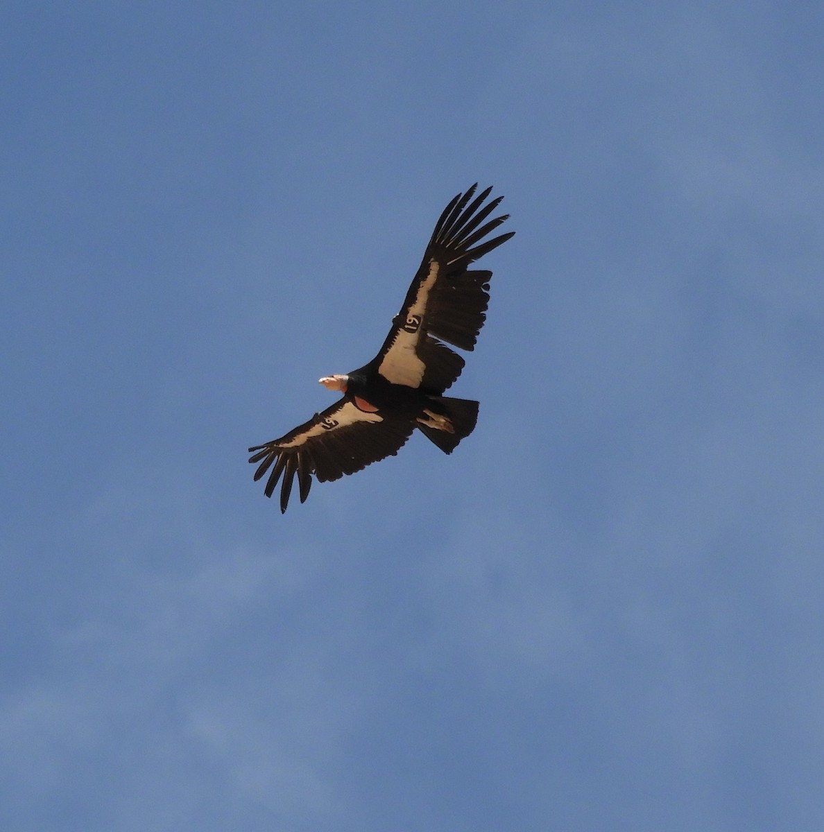 Condor de Californie - ML618302310