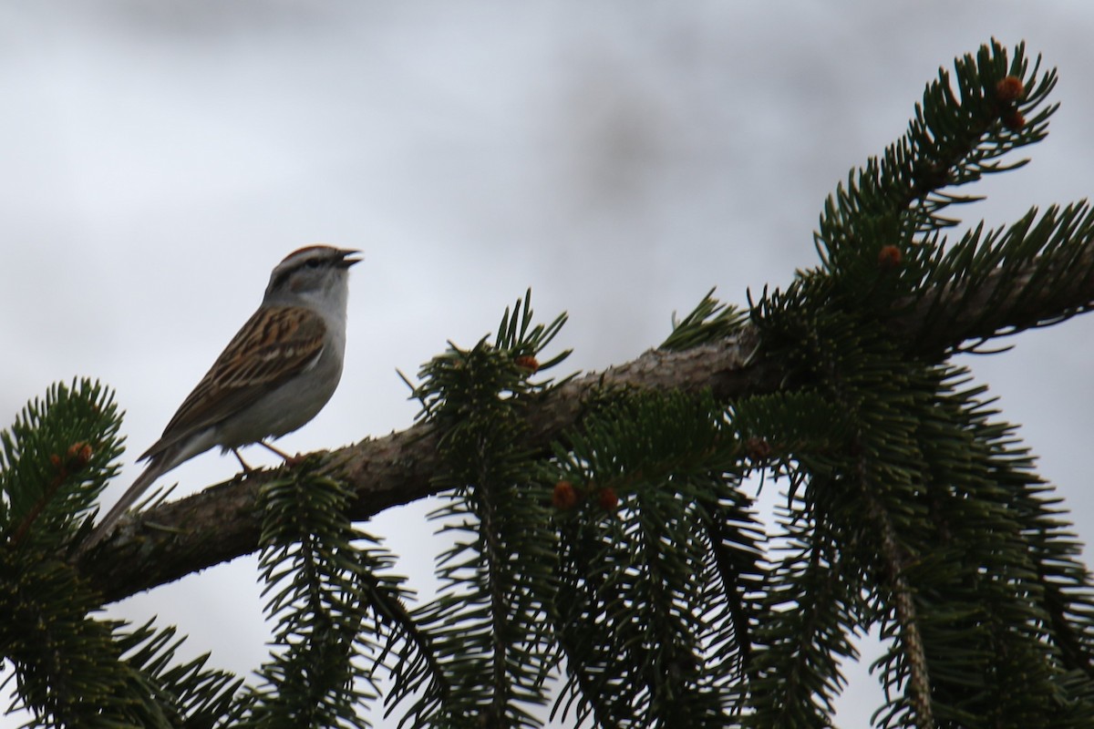 Chipping Sparrow - ML618302314