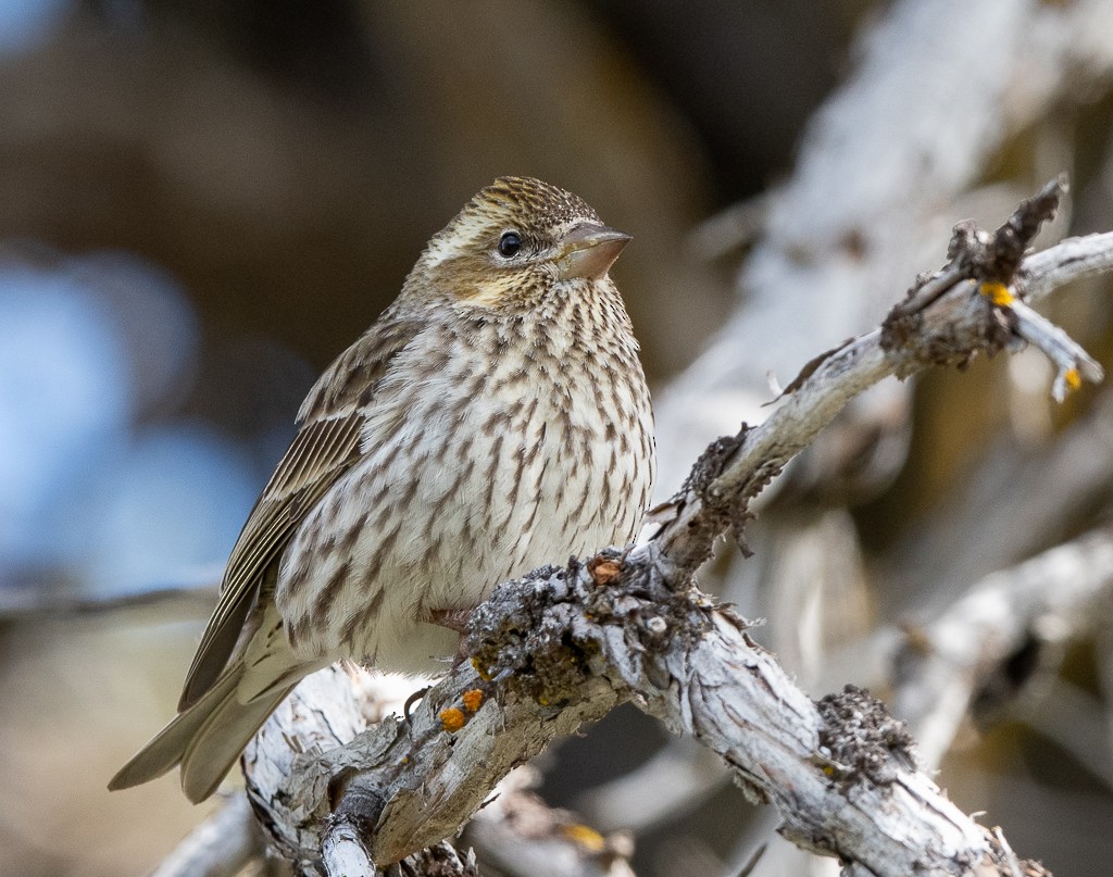 Cassin's Finch - Kevin Rutherford