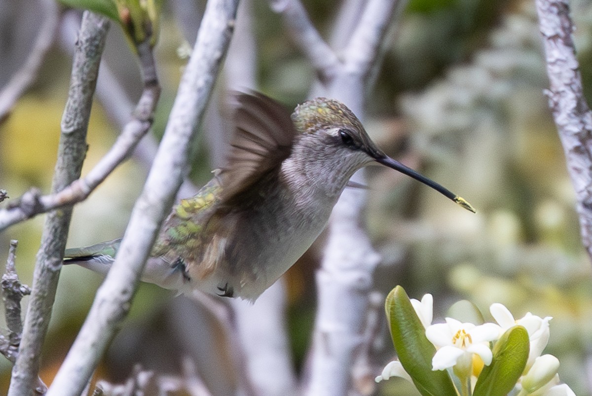 Black-chinned Hummingbird - ML618302318