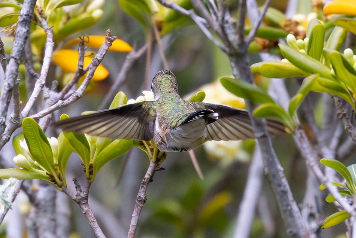 Black-chinned Hummingbird - ML618302319