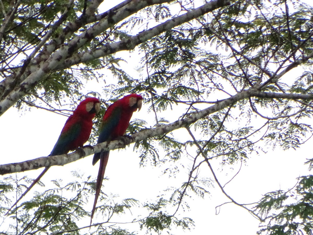 Red-and-green Macaw - ML618302328