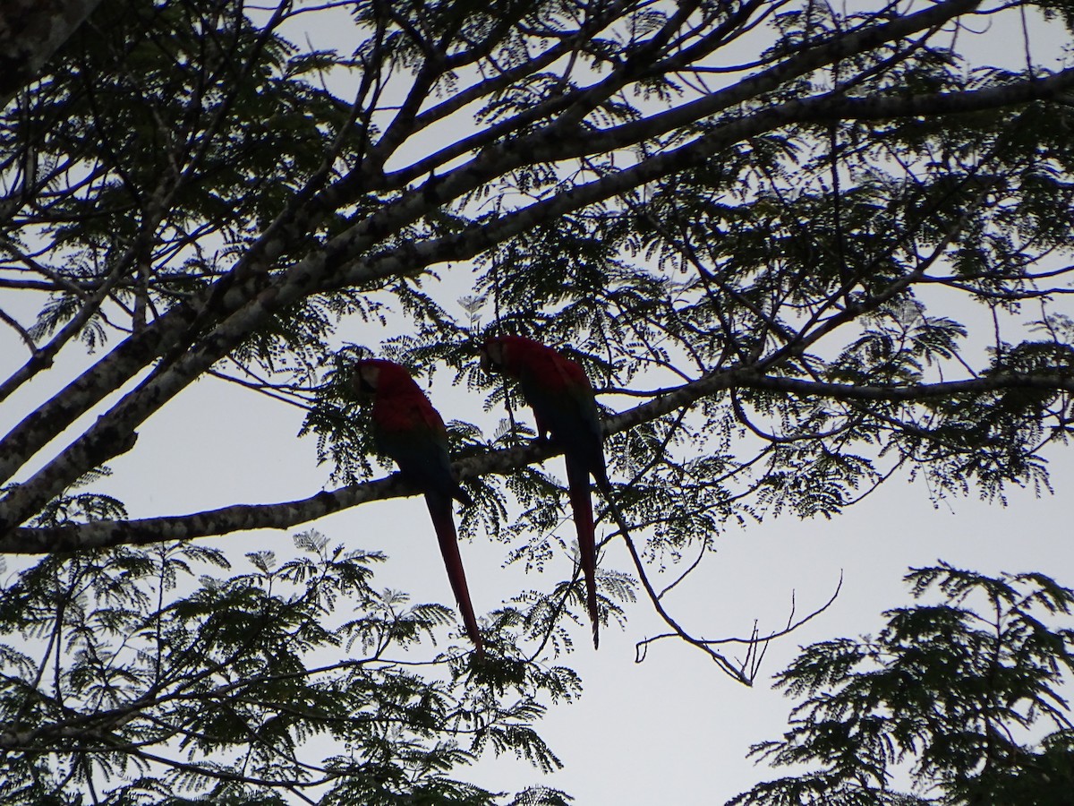 Red-and-green Macaw - ML618302339