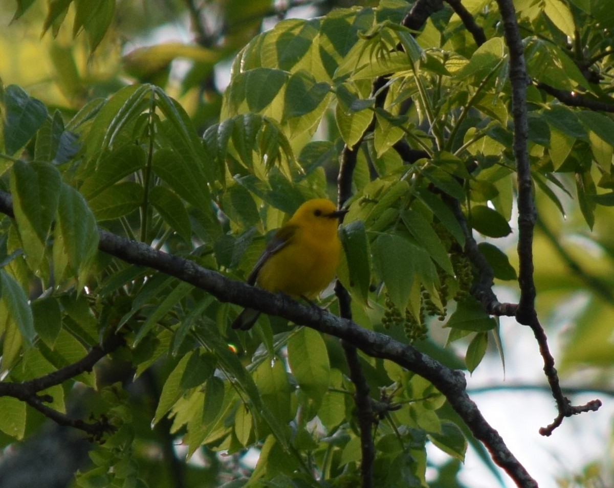 Prothonotary Warbler - ML618302340
