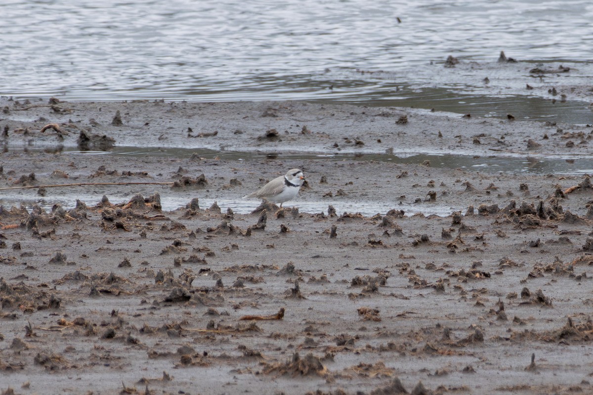 Piping Plover - ML618302343