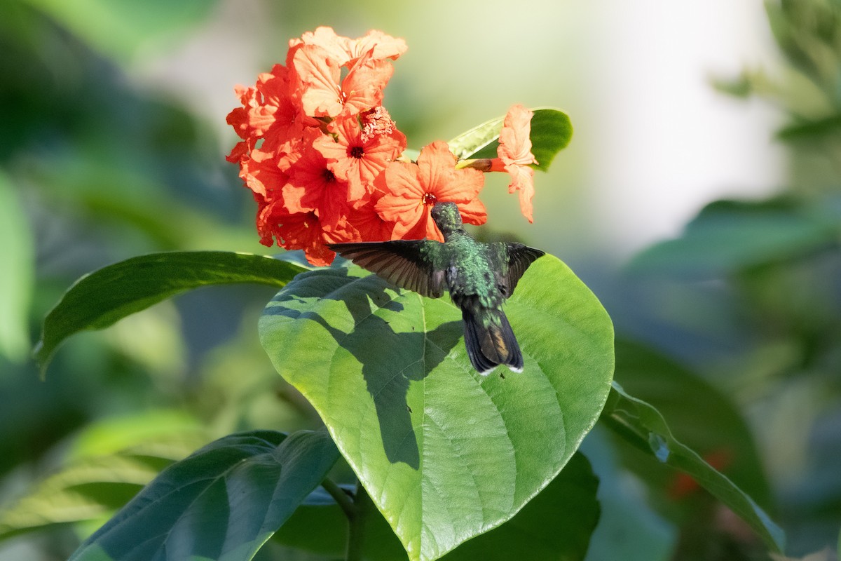 Dominikanermangokolibri - ML618302344