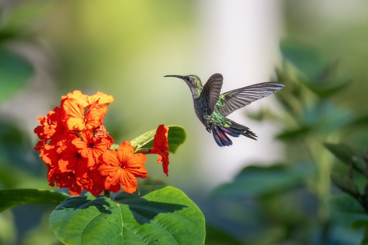 kolibřík hispaniolský - ML618302345