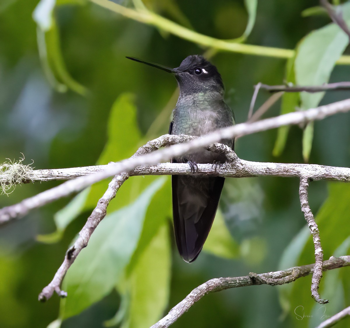 Talamanca Hummingbird - ML618302352