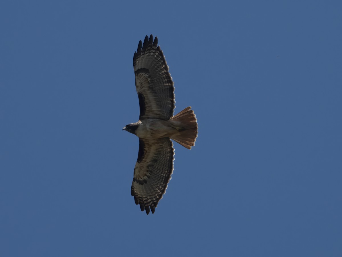 Red-tailed Hawk - ML618302369