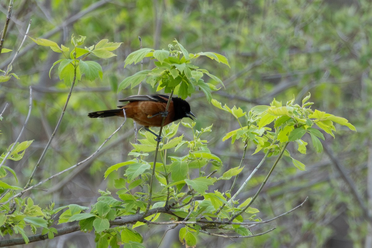 Orchard Oriole (Orchard) - ML618302382
