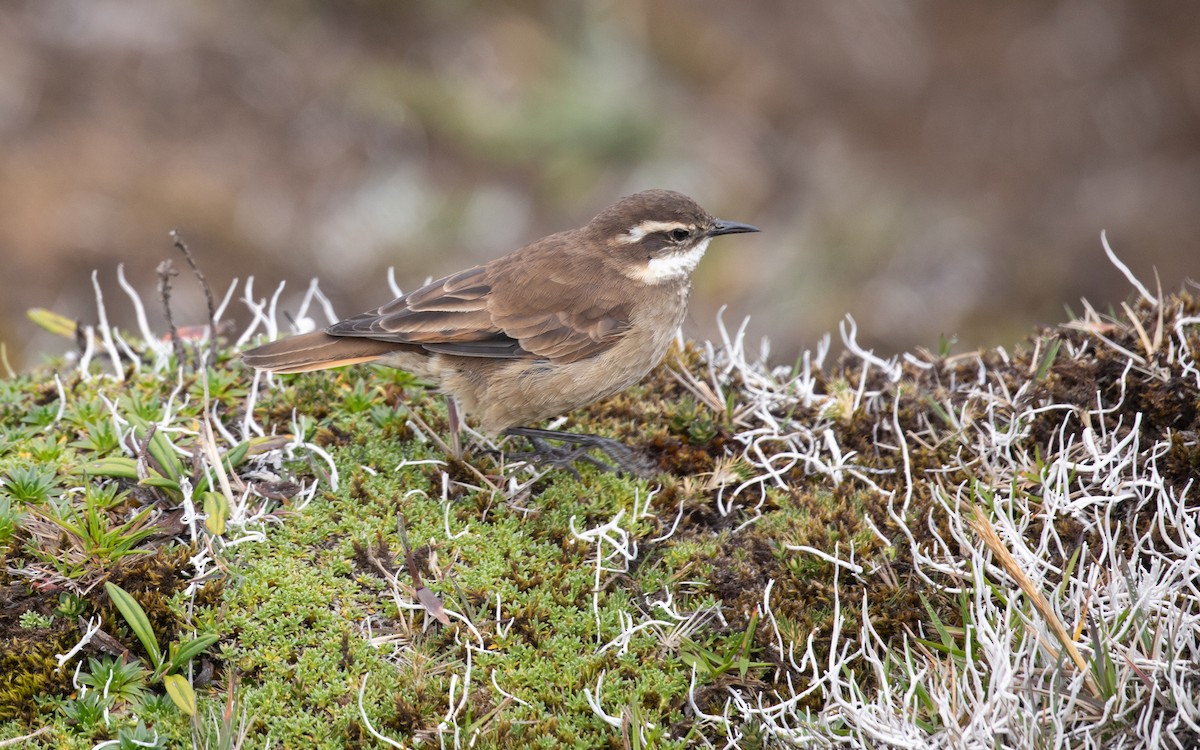 Chestnut-winged Cinclodes - ML618302481