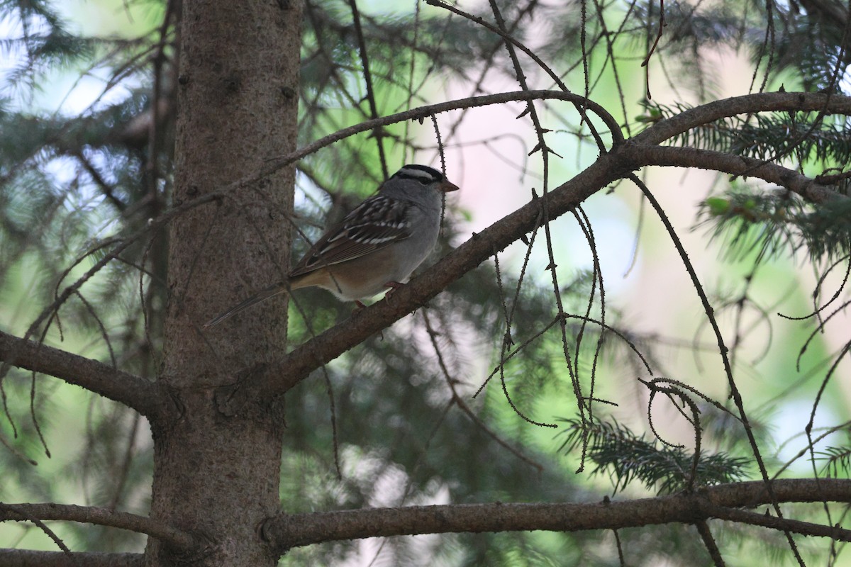 White-crowned Sparrow - Judith Birkel