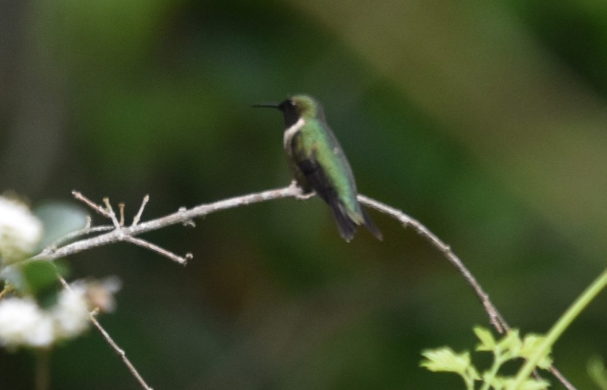 Ruby-throated Hummingbird - ML618302517