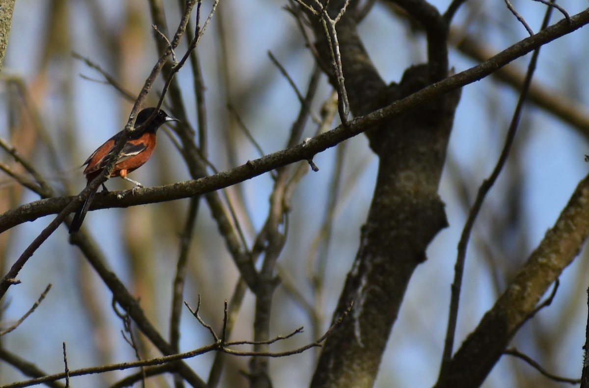 Orchard Oriole - ML618302524