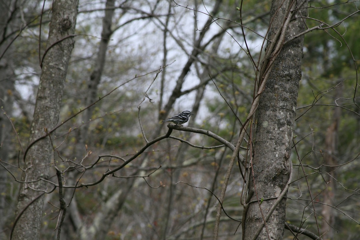 Black-and-white Warbler - ML618302532