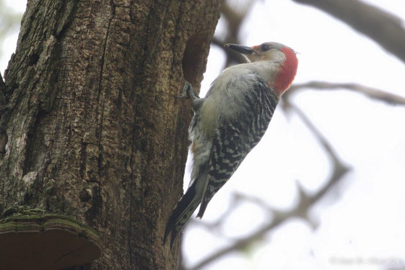 Red-bellied Woodpecker - ML618302534