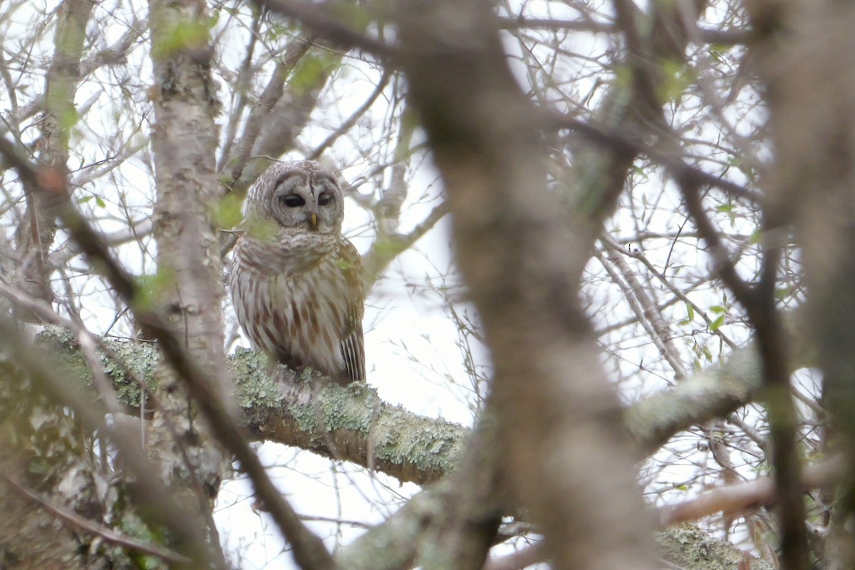 Barred Owl - ML618302552