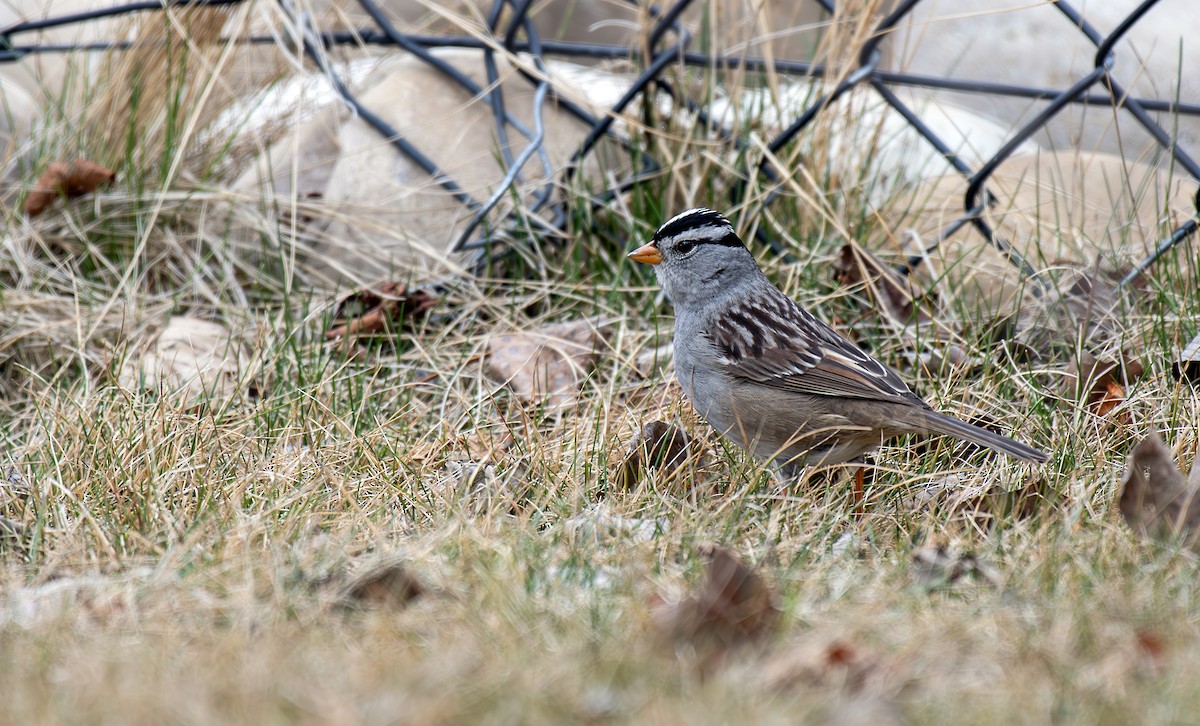 White-crowned Sparrow - Sydney Mohr