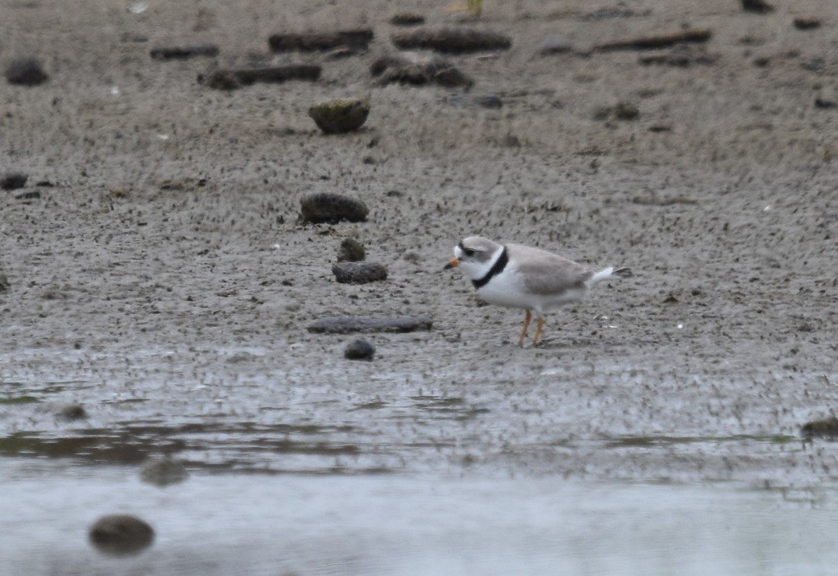 Piping Plover - ML618302568